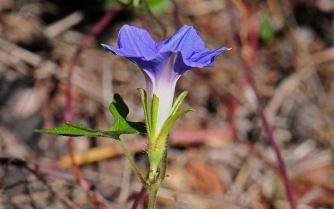 Ipomoea barbatisepala, Canyon Morning-glory, Southwest Desert Flora